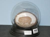 614 · WOMBAT ETCHED EMU EGG IN GLASS