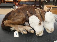 828 · VERY UNUSUAL TAXIDERMY DOUBLE
