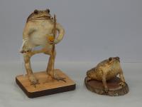 2 TAXIDERMY CANE TOADS