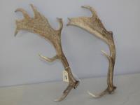 PAIR OF DEER ANTLERS