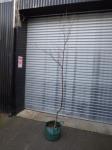 1742 · POTTED SILVER BIRCH H-2 M+