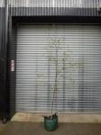 1762 · POTTED SILVER BIRCH H-2 M+