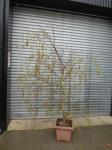 1769 · POTTED SILVER BIRCH H-2 M+