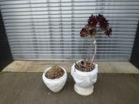 1787 · 2 POTTED SUCCULENTS IN CONCRET