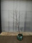 1794 · POTTED SILVER BIRCH H-2 M+