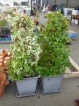 1809 · 2 POTS WITH IVY