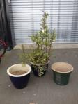 1810 · 3 PAINTED PLANTERS, 1 WITH ELE