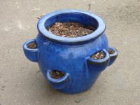 1811 · INDIGO GLAZED STRAWBERRY PLANT
