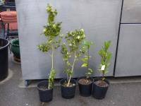 1820 · 4 TREES