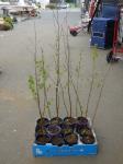 1823 · 12 POTTED SILVER BIRCH TREES