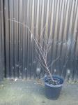 1834 · POTTED SILVER BIRCH H-140 CM