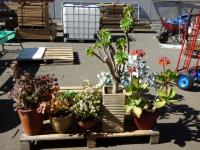 1858 · 9 VARIOUS POTTED PLANTS INCLUD