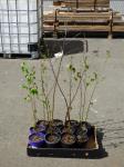 1867 · BOX OF 12 POTTED SILVER BIRCH
