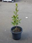 1872 · POTTED BAY TREE H-86 CM
