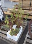 1882 · 4 POTTED PLANTS