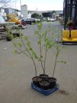 1884 · 4 POTTED BIRCH TREES H-120+ CM
