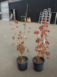 1886 · 2 POTTED TAIWANESE MAPLE TREES