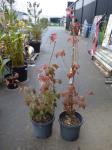 1888 · 2 POTTED TAIWANESE MAPLE TREES