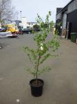 1889 · POTTED SILVER BIRCH H-170 CM