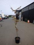 1890 · JAPANESE MAPLE H-2 METRES +