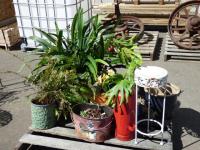 1895 · QUANTITY OF ASSORTED POTTED PL