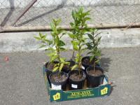 1900 · BOX WITH 6 POTTED BAY TREES