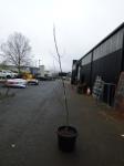 1901 · POTTED CANADIAN RED MAPLE H-2.