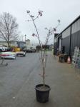 1902 · POTTED CANADIAN RED MAPLE H-2.