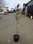 1903 · POTTED JAPANESE MAPLE H-200 CM
