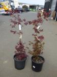1905 · 2 POTTED JAPANESE MAPLE TREES