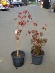 1906 · 2 POTTED TAIWANESE MAPLE TREES