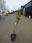 1907 · POTTED JAPANESE MAPLE H-2 METR