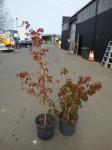 1908 · 2 POTTED TAIWANESE MAPLES TALL