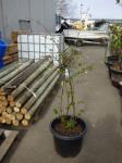 1909 · HAZELNUT BUSH H-150 CM