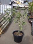 1911 · OLIVE TREE H-130 CM