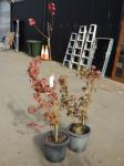 1916 · 2 POTTED TAIWANESE MAPLE TREES