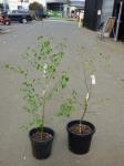 1917 · 2 POTTED SILVER BIRCH TREES H-
