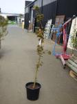 1918 · JAPANESE MAPLE H-2 METRES