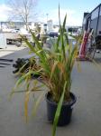 1919 · LARGE POTTED PLANT