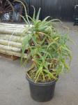 1922 · POTTED ALOE VERA H-100 CM
