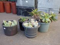 1932 · 4 POTTED SUCCULENTS & AN ALOE
