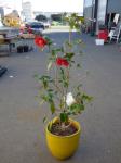 1935 · POTTED CAMELIA H-145 CM