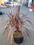 1938 · POTTED RED CORDYLINE