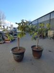 1948 · 2 POTTED LOQUAT TREES H-150 CM
