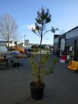 1960 · POTTED FIR TREE H-3M+