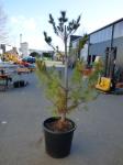 1964 · POTTED FIR TREE H-2M