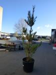 1966 · POTTED FIR TREE H-3M+