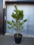 1975 · POTTED FIR TREE H-2M+