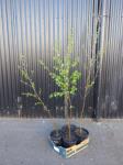 2015 · 4 X POTTED BIRCH TREES
