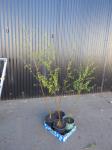 2019 · 4 X POTTED SILVER BIRCH TREES